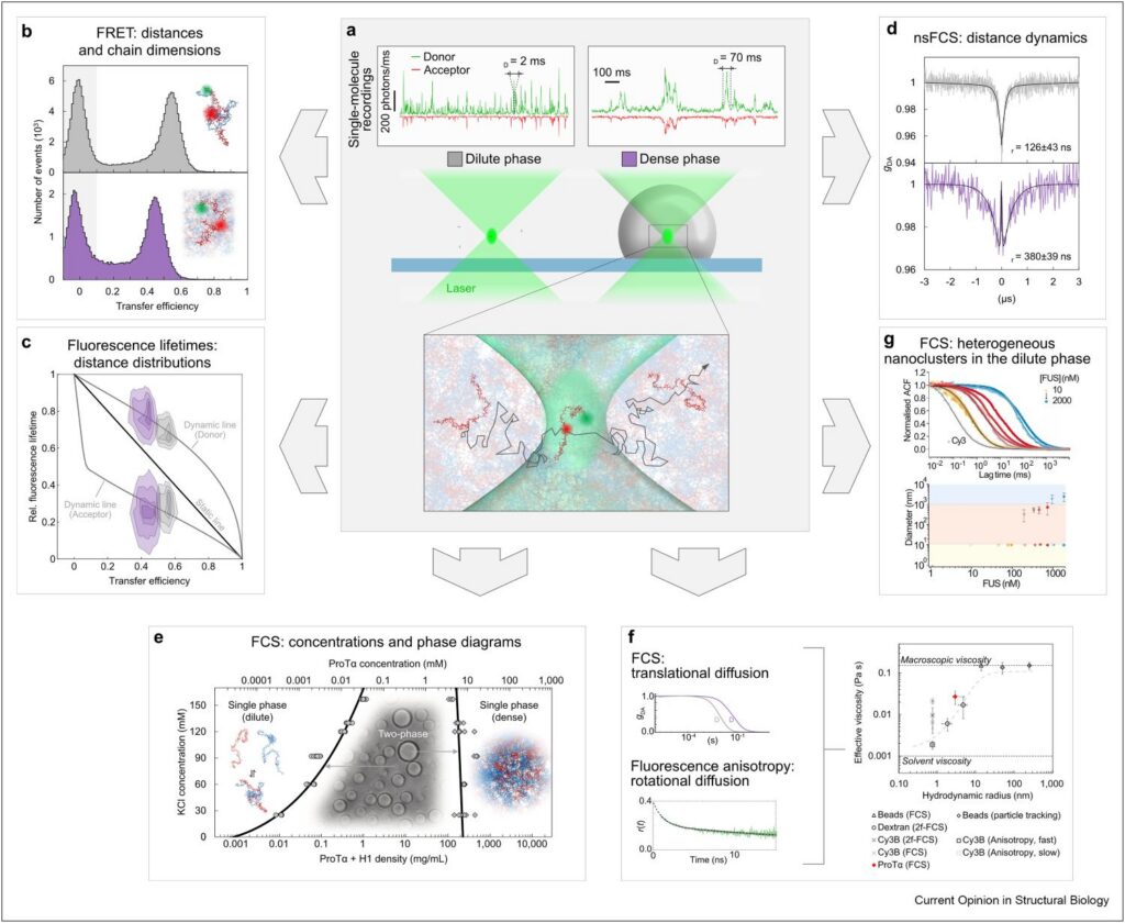 Confocal single-molecule fluorescence spectroscopy provides complementary information on biomolecular condensates, including molecular conformation, fluorescence lifetimes, fast distance dynamics, concentrations, translational and rotational diffusion, and nanoscale heterogeneity. Adapted from Schuler et al. (2026), CC BY 4.0.