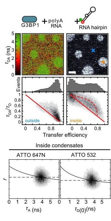 Single-molecule fluorescence measurements compare an RNA hairpin outside and inside biomolecular condensates. Fluorescence lifetime, transfer efficiency, and anisotropy reveal changes in conformation and molecular dynamics between the dilute and dense phases. Adapted from Schuler et al. (2026), CC BY 4.0.