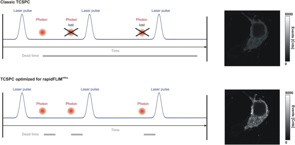 Comparison of classic and rapidFLIMHiRes TCSPC electronics. Reduced detector dead time preserves photon events at high count rates and improves decay fidelity in fluorescence lifetime imaging microscopy.