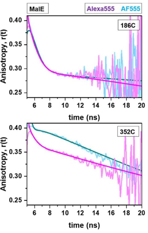Time-resolved fluorescence anisotropy decays of AF555 and Alexa Fluor 555 at two labeling positions in MalE reveal site-specific differences in fluorophore mobility and interactions. Adapted from T.-O. Peulen, D. Maksutova, and T. Cordes, Current Opinion in Structural Biology 101, 103376 (2026), CC BY 4.0.